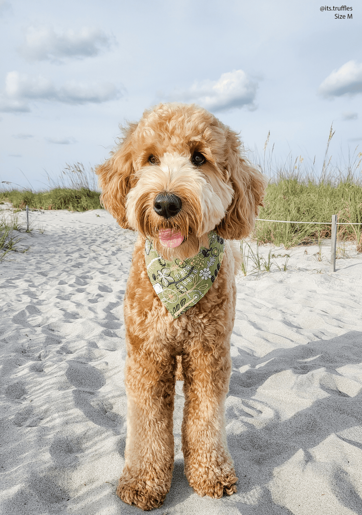 Embroidered Greenhouse Green Dog Bandana