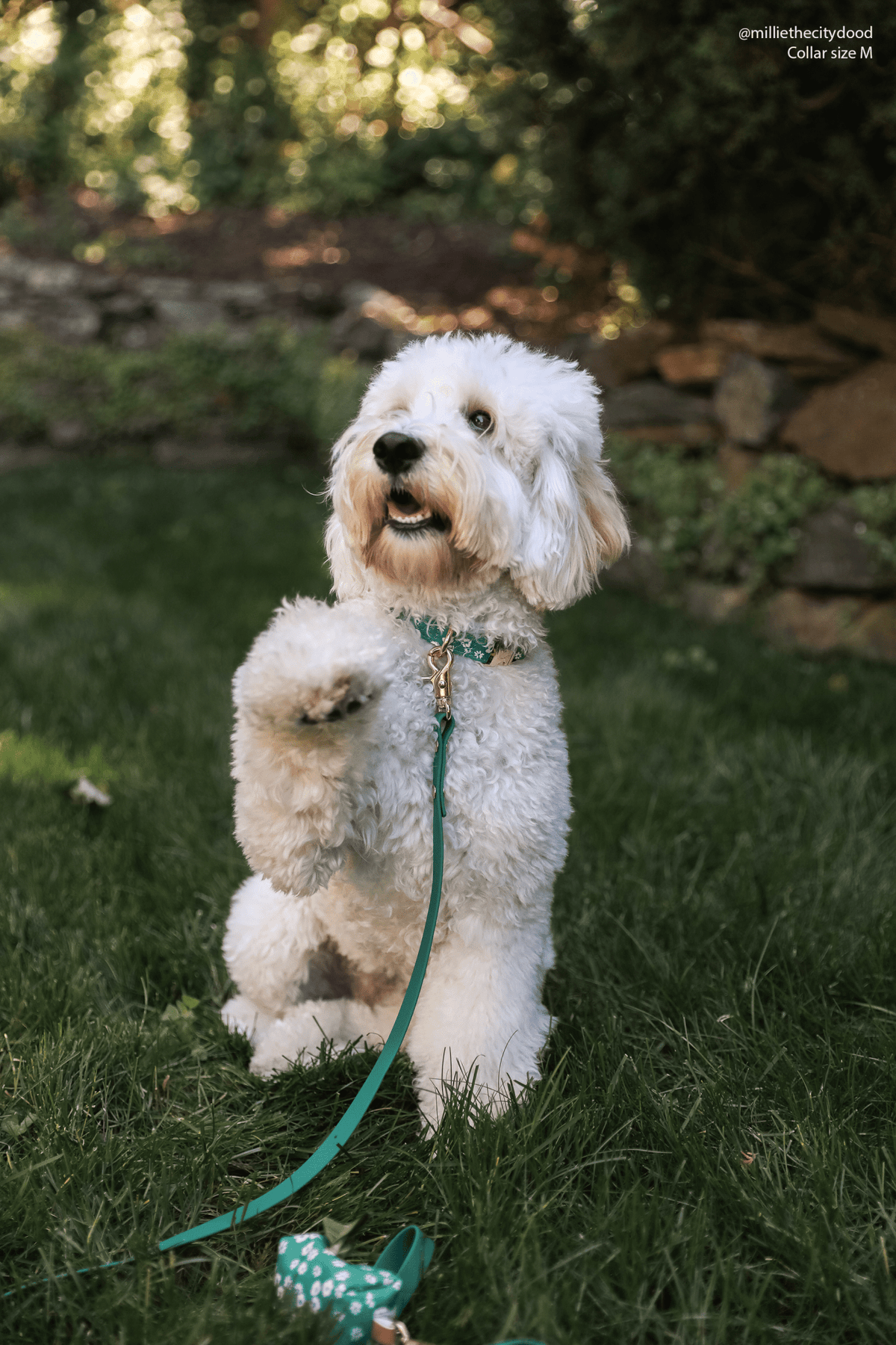 Meadow Green Waterproof Cloud Dog Leash