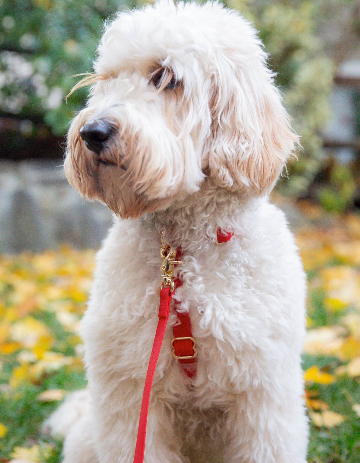 Cherry Red Waterproof Cloud Dog Leash