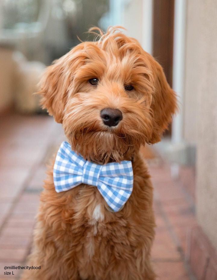 Periwinkle Blue Gingham Dog Bow Tie