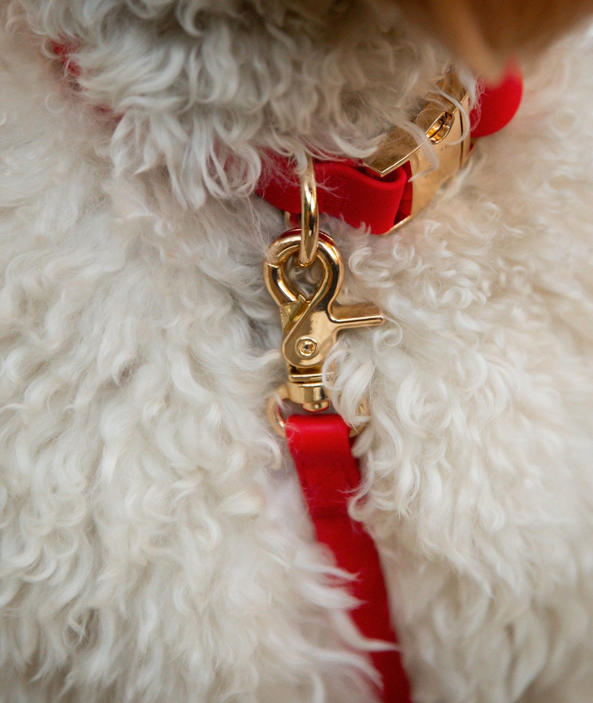 Cloud Dog Collar Bundle
