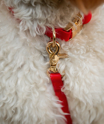 Cloud Dog Collar Bundle