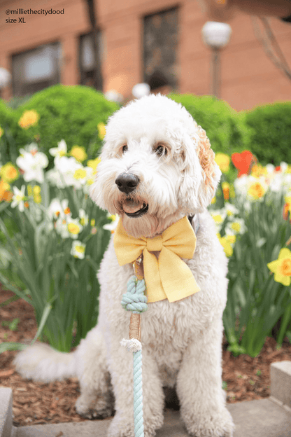 Yuzu Yellow Linen Dog Sailor Bow