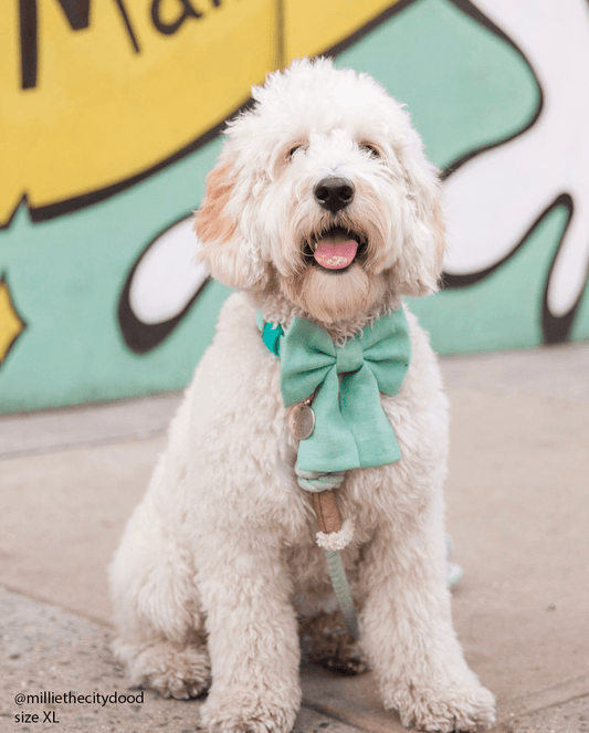 Matcha Sage Green Linen Dog Sailor Bow