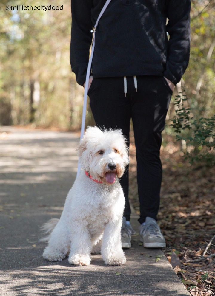 Best Sellers Collar & Treat Pouch Bundle