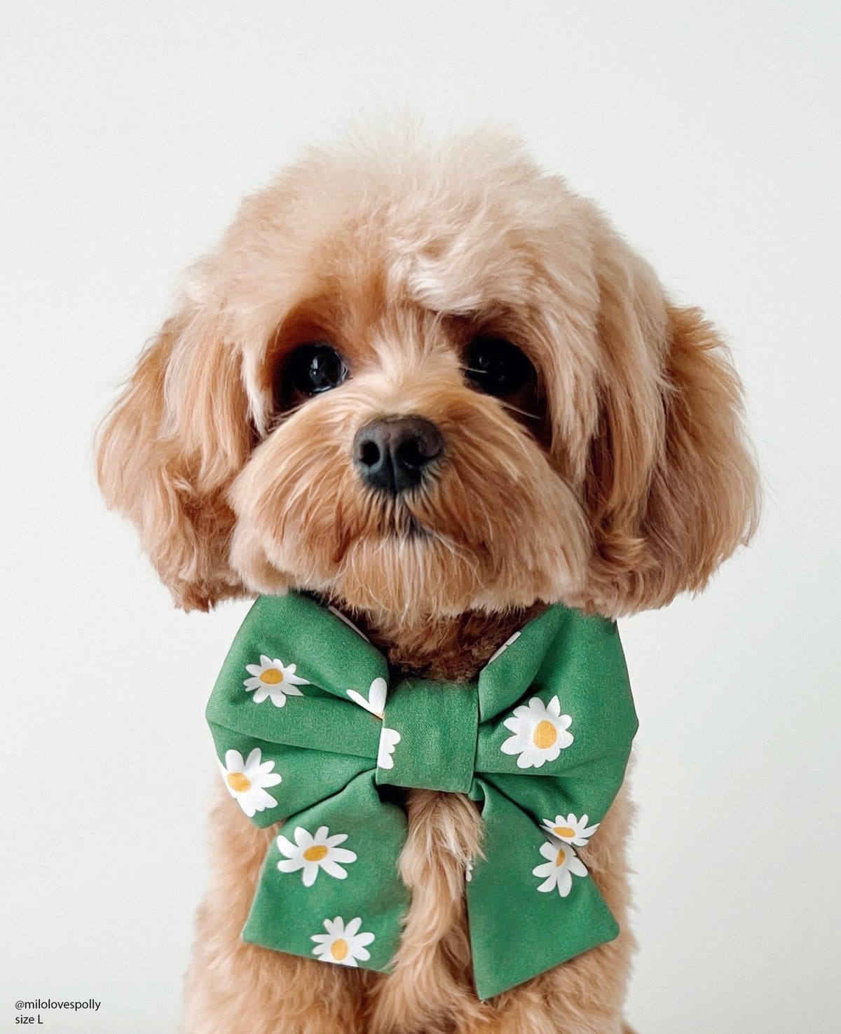 Blooming Daisies Green Dog Sailor Bow