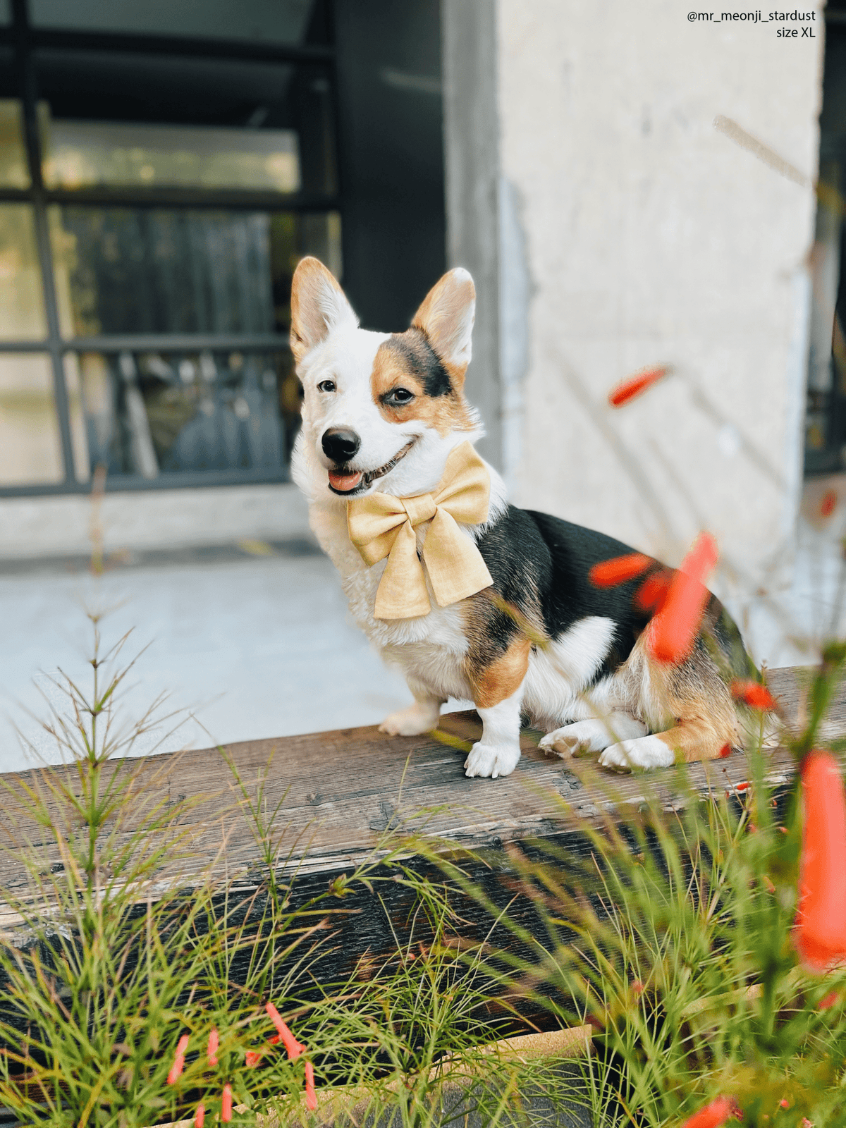 Yuzu Yellow Linen Dog Sailor Bow