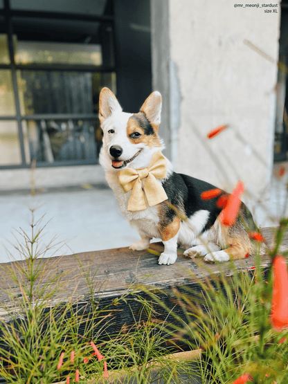 Yuzu Yellow Linen Dog Sailor Bow