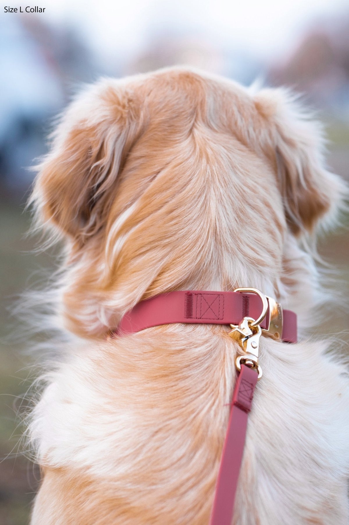 Cloud Dog Collar Bundle