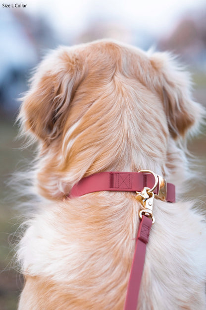 Cloud Dog Collar Bundle
