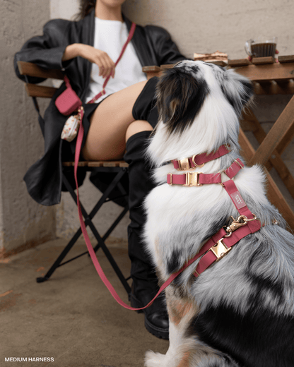 Best Sellers Collar & Treat Pouch Bundle