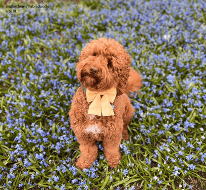 Yuzu Yellow Linen Dog Sailor Bow