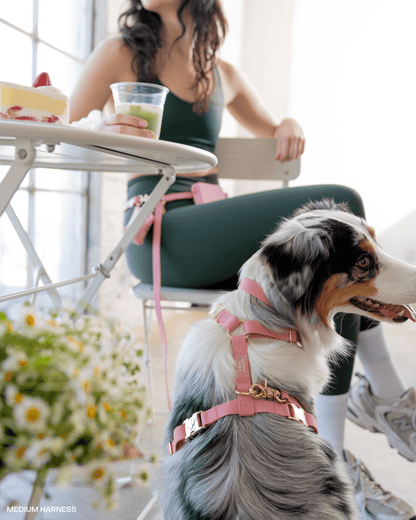 Snap Dog Treat Pouch Bundle