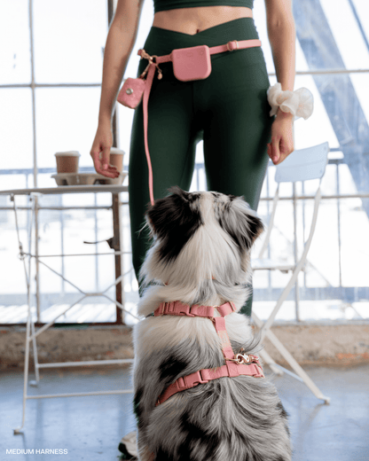 Best Sellers Collar & Treat Pouch Bundle