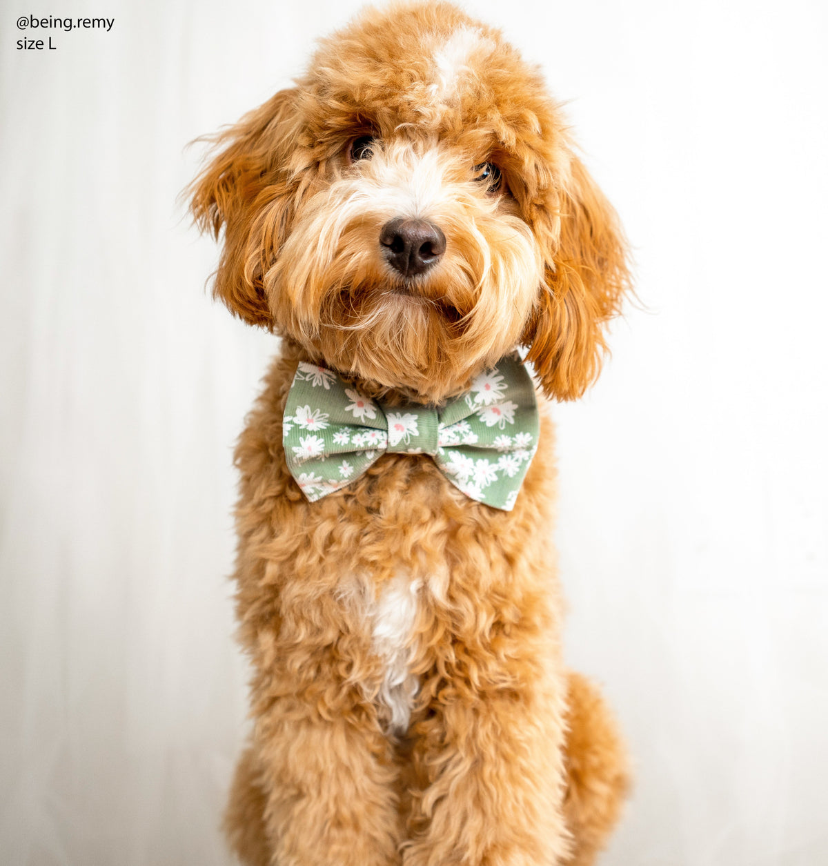 Corduroy Daisies Dog Bow Tie