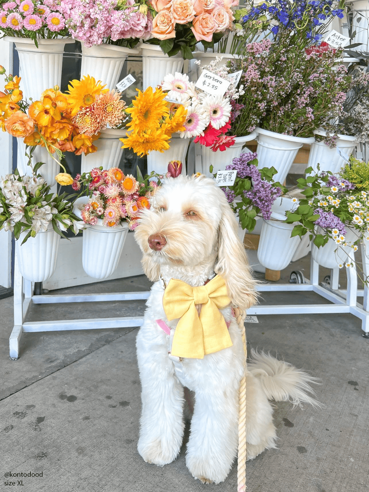 Yuzu Yellow Linen Dog Sailor Bow