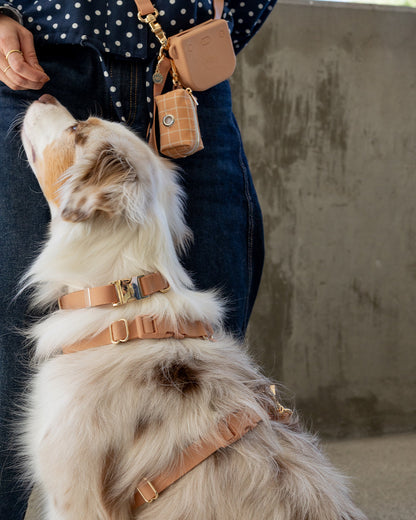 Cloud Dog Collar Bundle