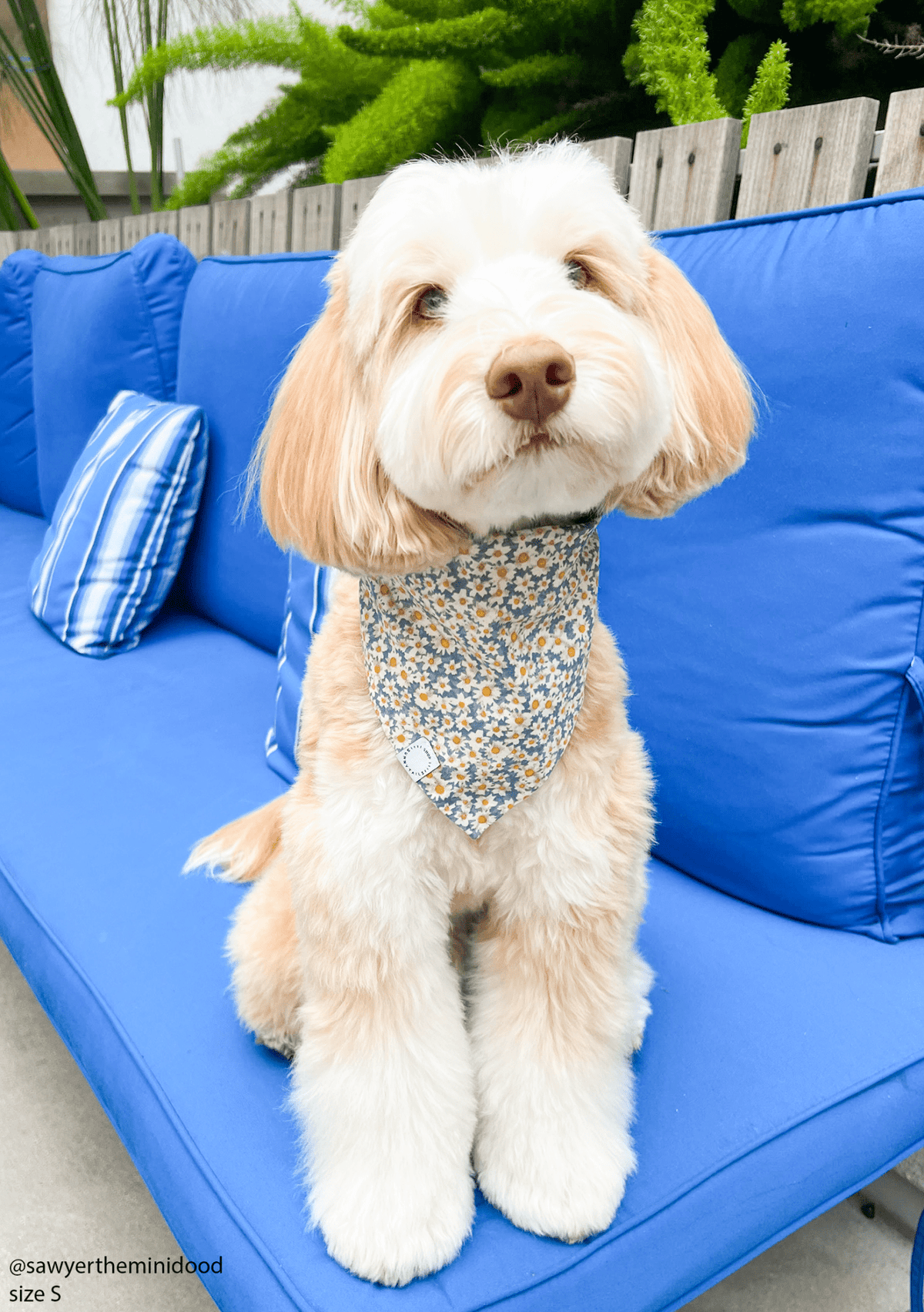 Daisies Field Dog Bandana
