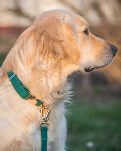 Meadow Green Waterproof Dog Collar