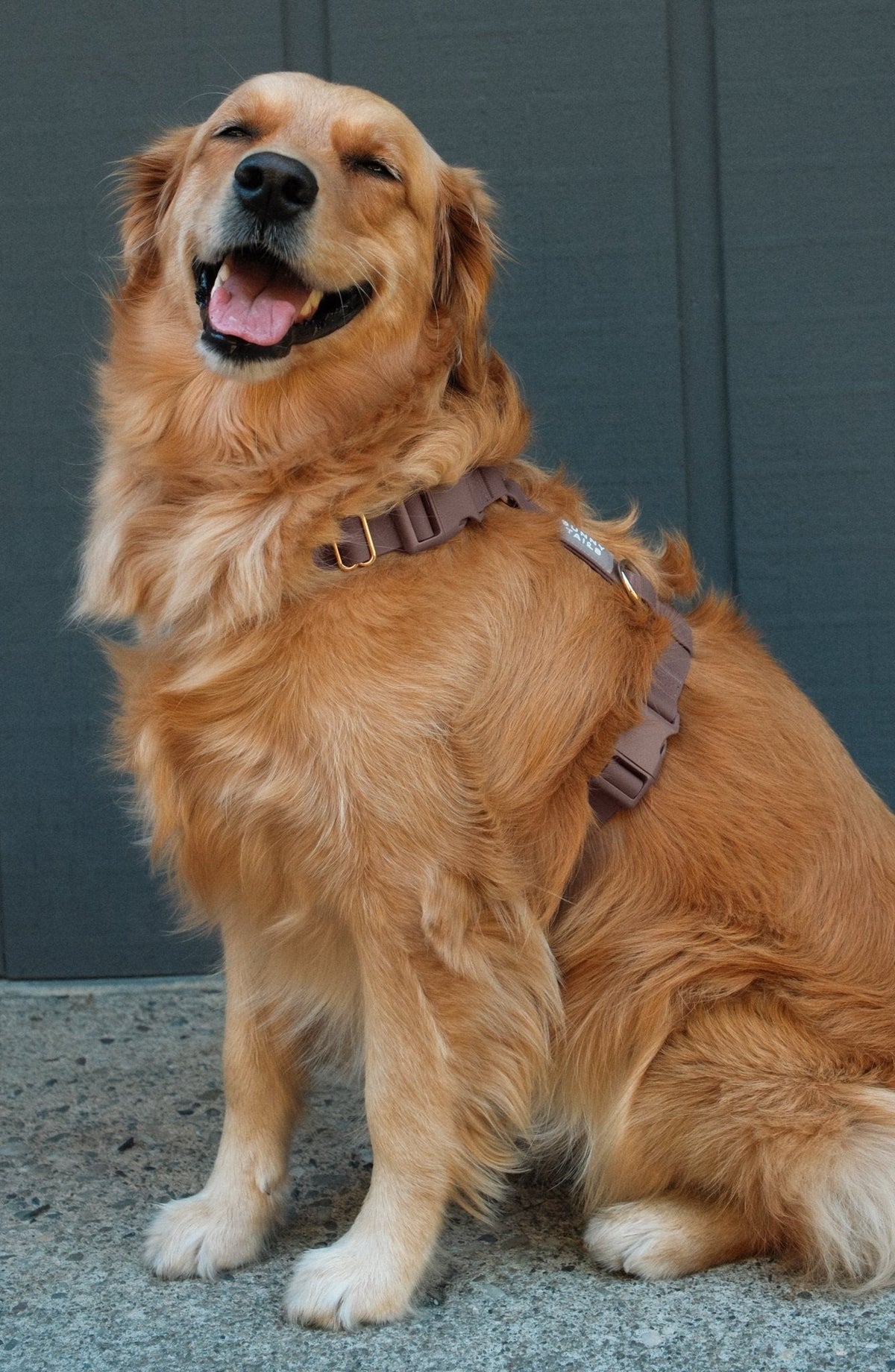 Cloud Lite Dog Harness Bundle