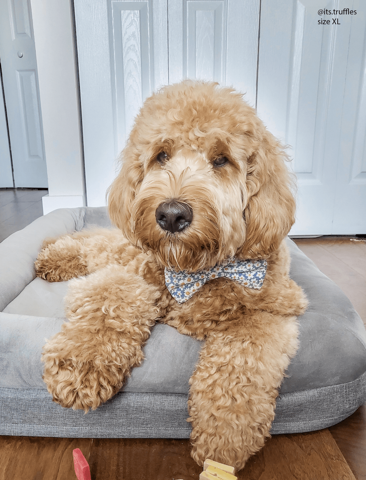 Daisies Field Dog Bow Tie