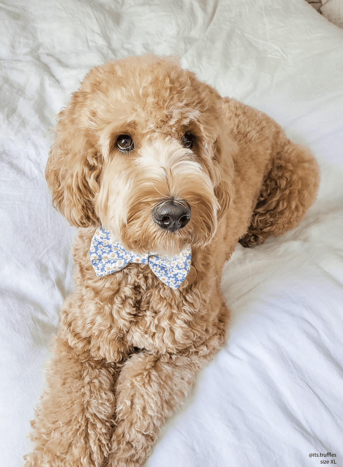 Daisies Field Dog Bow Tie