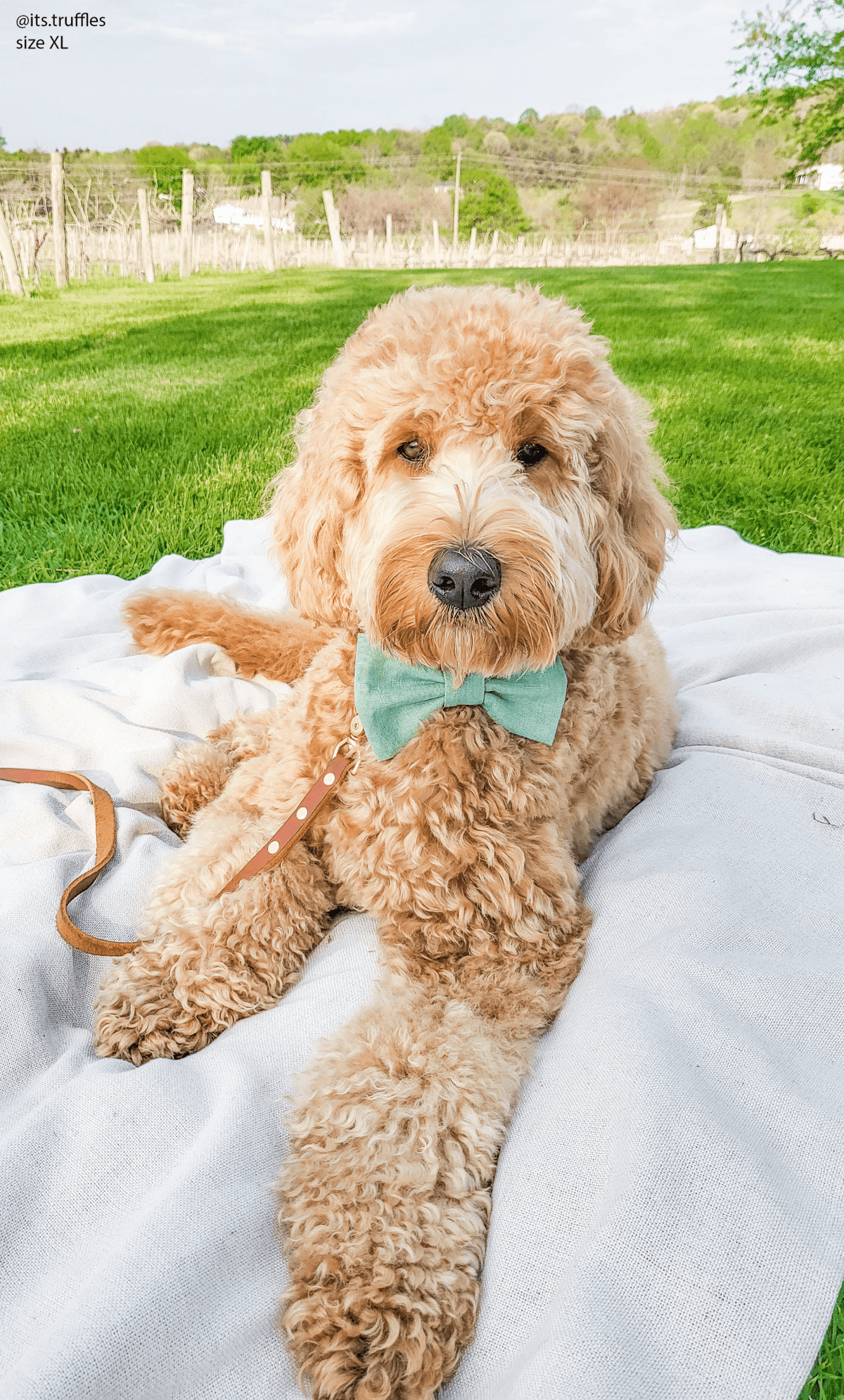 Matcha Sage Green Linen Dog Bow Tie