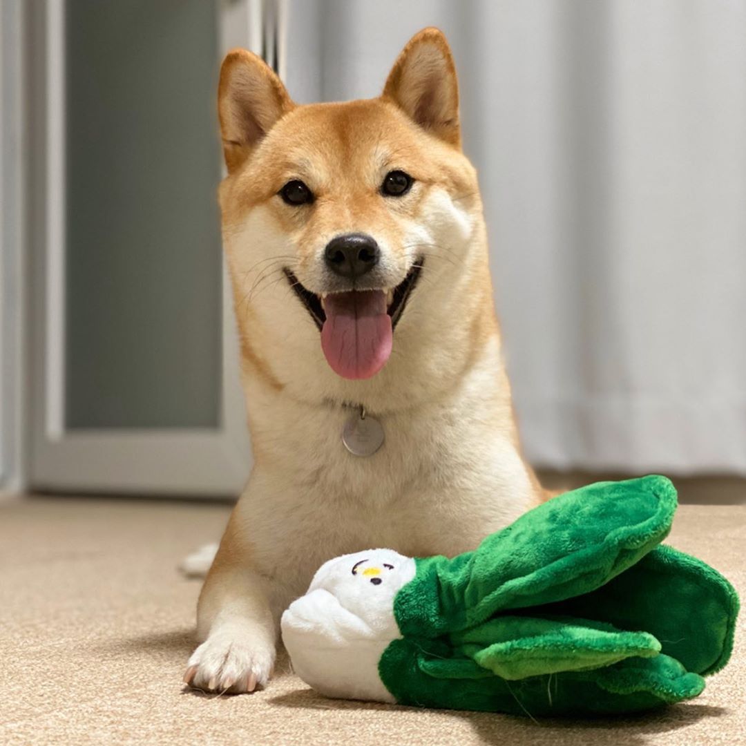 Eat Your Vegetables Crinkle & Squeaker Dog Toy
