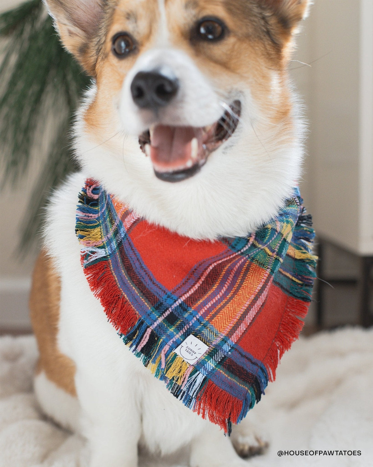 Holiday Cheer Dog Sailor Bow