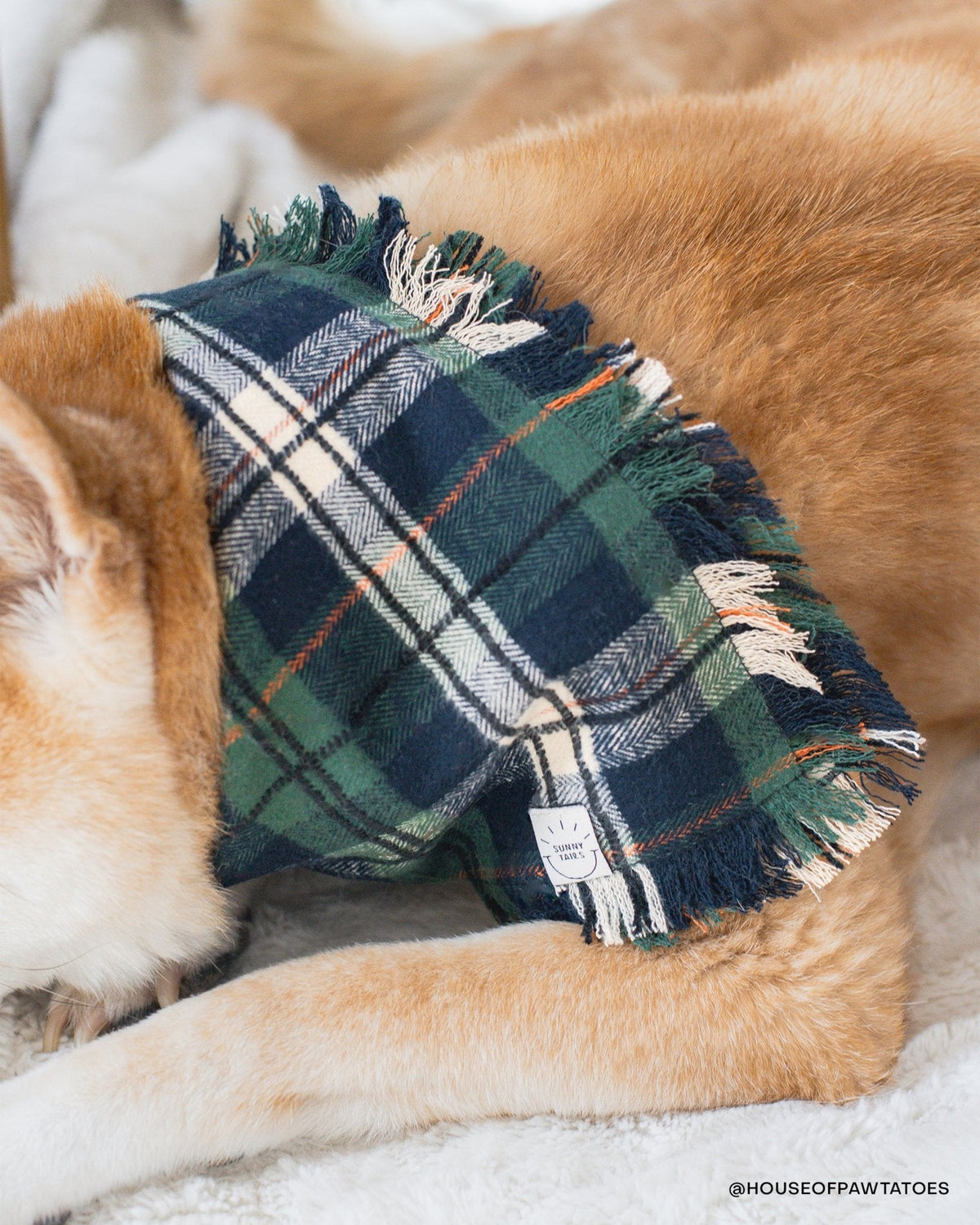 Evergreen Plaid Dog Sailor Bow