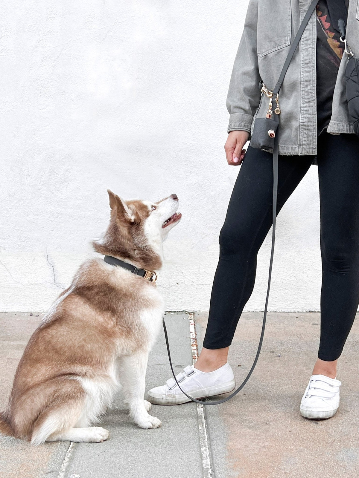 Cloud Dog Collar Bundle