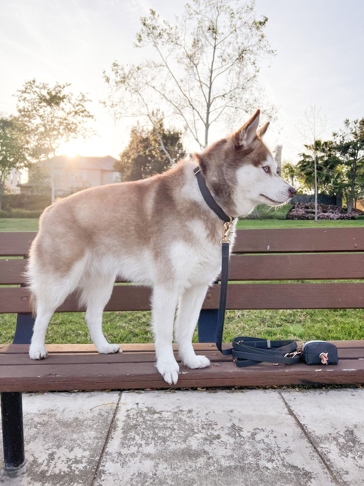 Cloud Dog Collar Bundle
