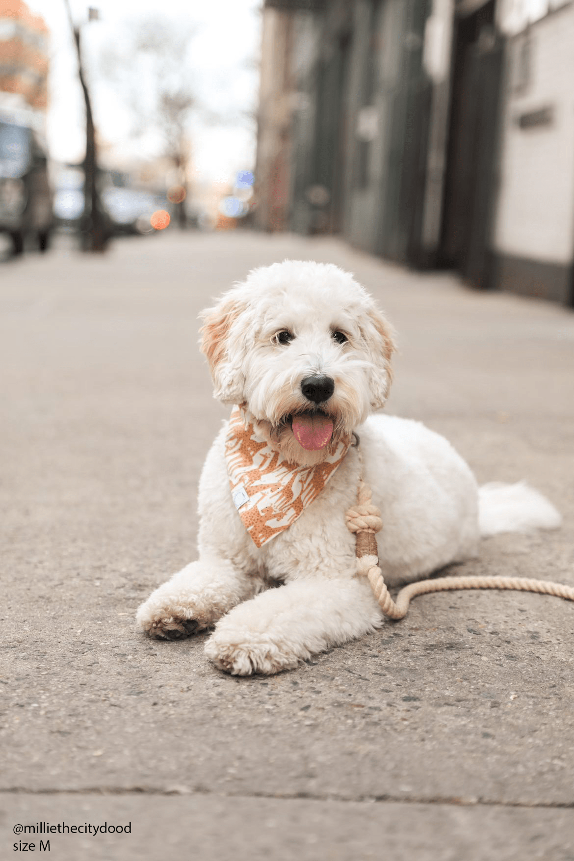 Giraffic Jam Dog Bandana