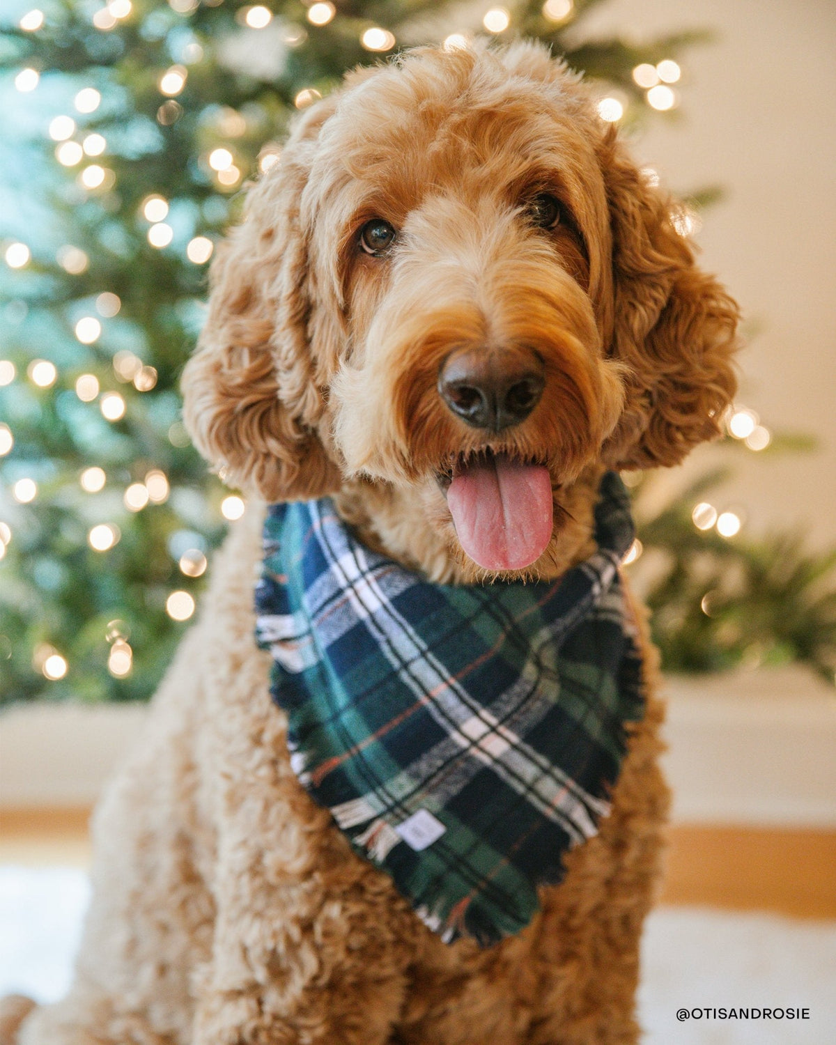 Evergreen Plaid Frayed Dog Bandana